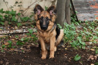 Portrait of a dog on field