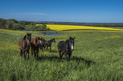 Horses at meadow and skanderborg in horizon, denmark