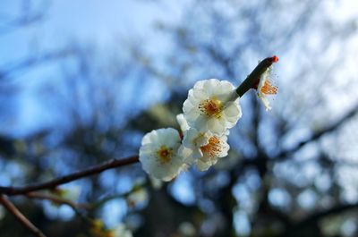 Close-up of white cherry blossom