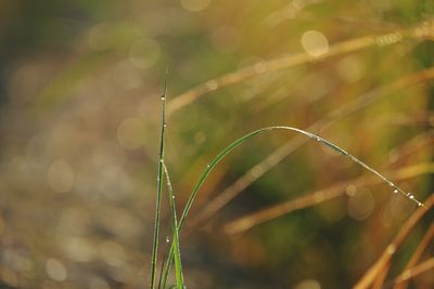 Close-up of water drops on plant