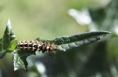 Close-up of insect on leaf