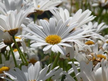 Close-up of flowers blooming outdoors