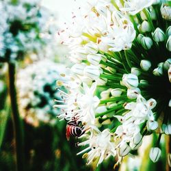 Close-up of insect on fresh flower tree