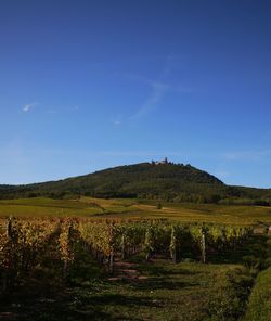 Scenic view of agricultural field against blue sky