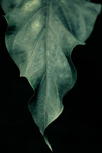 Close-up of leaves against black background