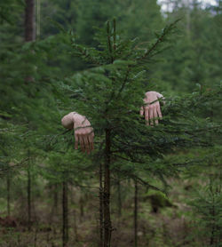 Close-up of plants growing on land in forest