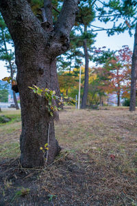 Tree trunk on field in forest