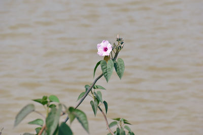 Close-up of pink flowering plant