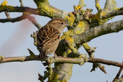 Low angle view of birds perching on branch