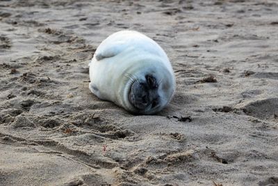 View of sheep on sand