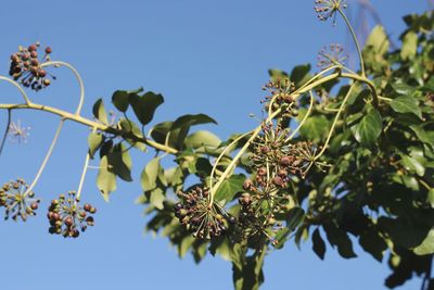 Low angle view of flowering plants against clear sky