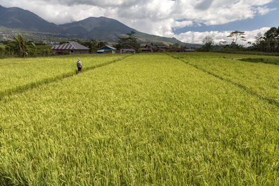 Scenic view of agricultural field against sky