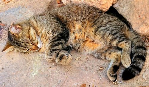 Close-up of a cat sleeping