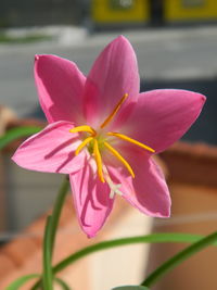 Close-up of pink flowering plant