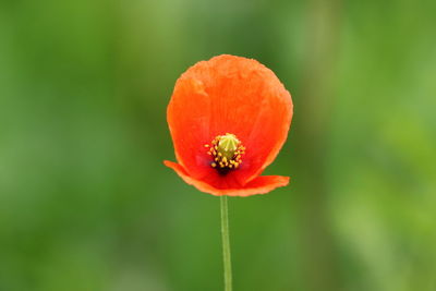 Close-up of red poppy flower