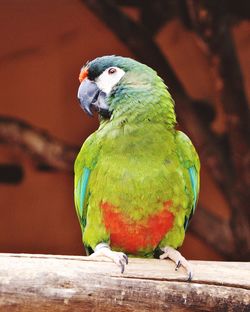 Close-up of parrot perching on tree