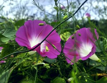 Close-up of pink flowering plant on field