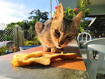 Close-up of cat eating food