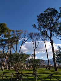 Trees on field against clear sky