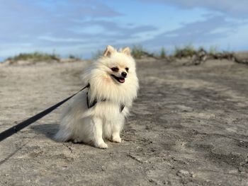 animal
