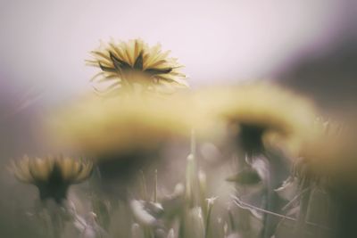 Close-up of flowers against blurred background