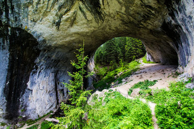 View of cave in forest