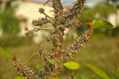 Close-up of flowering cactus plant against tree