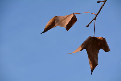 Low angle view of dry leaves against clear sky on sunny day