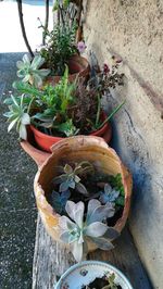 High angle view of potted plant