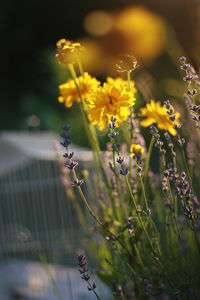 Close-up of yellow flower