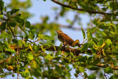 Low angle view of bird perching on branch