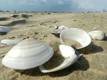 Close-up of seashell on beach