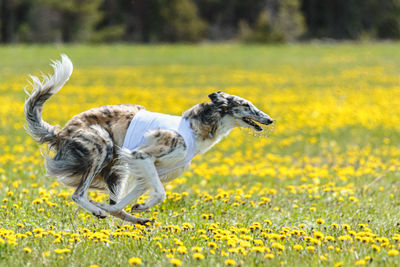 Borzoi dog in white shirt running and chasing lure in the field on coursing competition