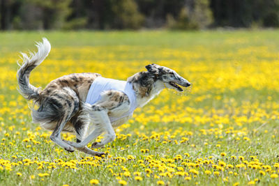 Dog running on field