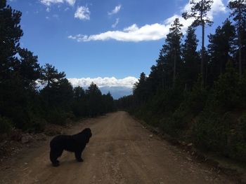 Dog on road by trees against sky