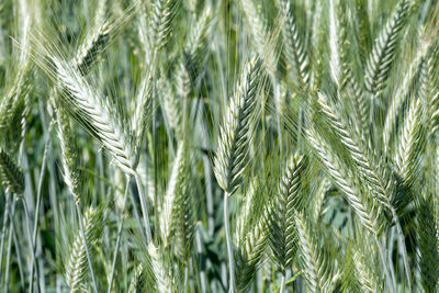 Full frame shot of plants