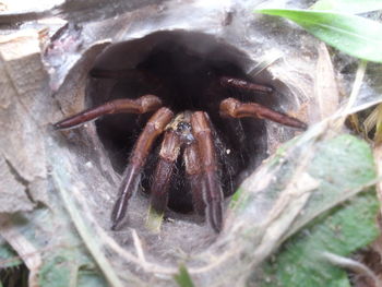 Close-up of spider