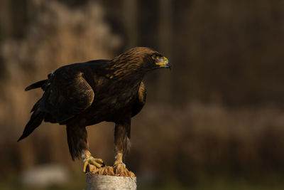 A trained european golden eagle perches on a post. scientific name, aquila chrysaetos