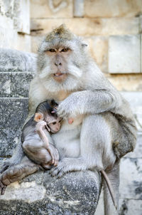 Monkey sitting on a wall