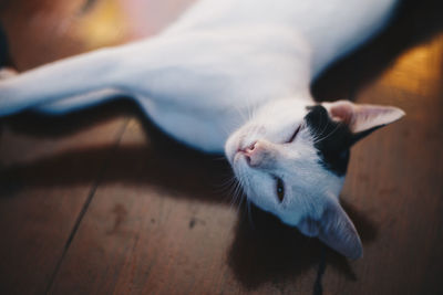 High angle portrait of cat relaxing on hardwood floor