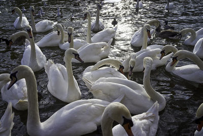 White swans swimming in lake