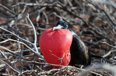 Close-up of great frigate perching on dried plant