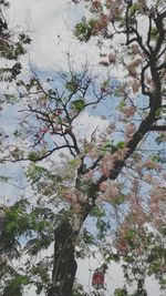 Low angle view of tree against sky