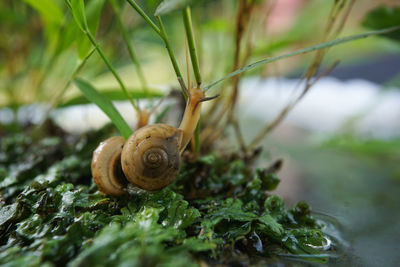 Close-up of snail on plant