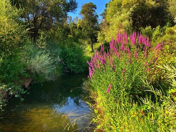 Purple flowering plants by lake in forest