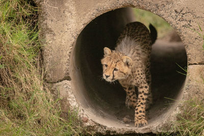 Cheetah cub by stone hole in forest