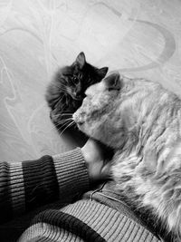 High angle view of cat resting on bed