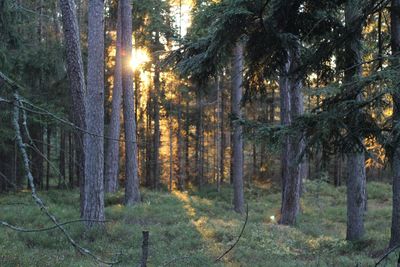 Sun shining through trees in forest