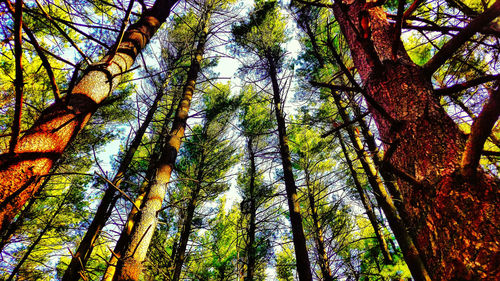 Low angle view of trees