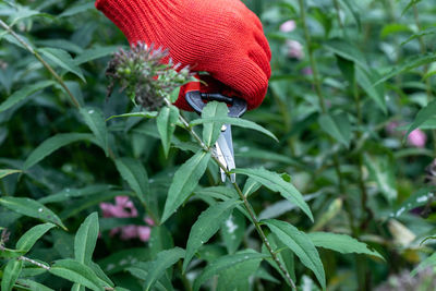 Gardener in red gloves makes pruning with pruning shears faded phlox flowers